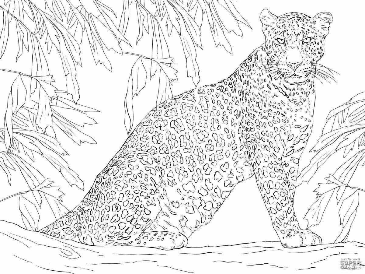Раскраска величественный амурский леопард