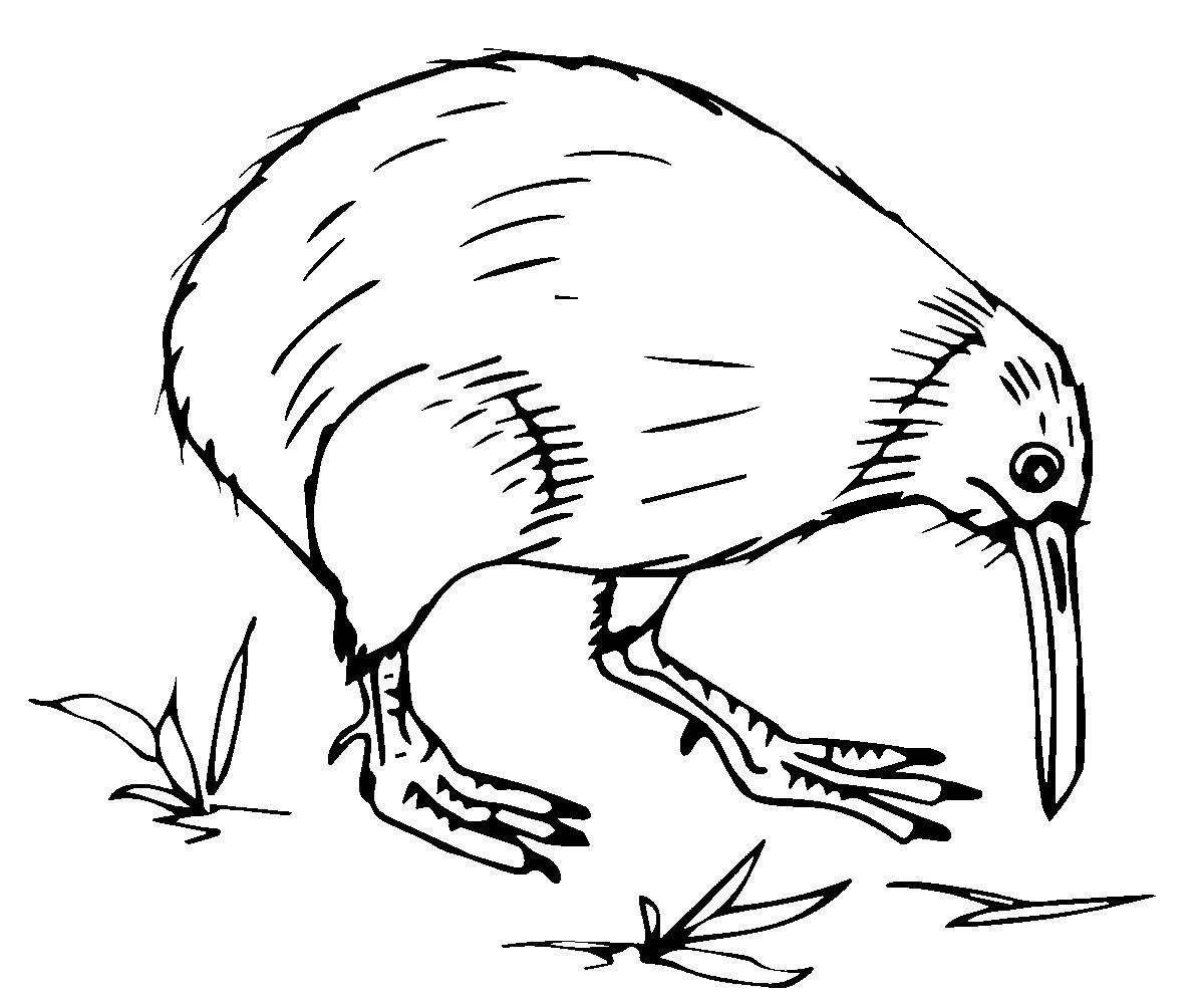 Coloring book funny kiwi bird