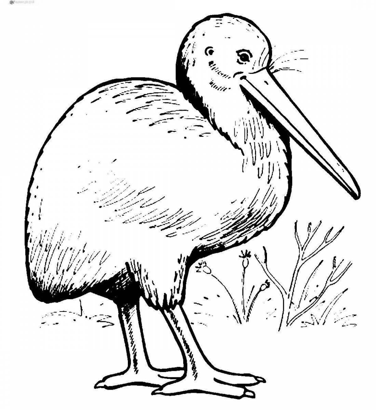 Kiwi bird #1