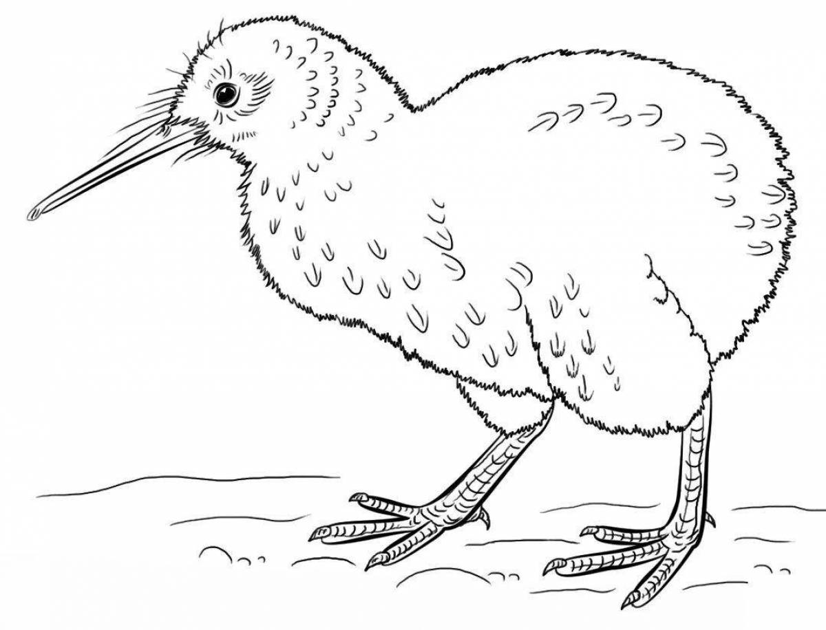 Kiwi bird #4