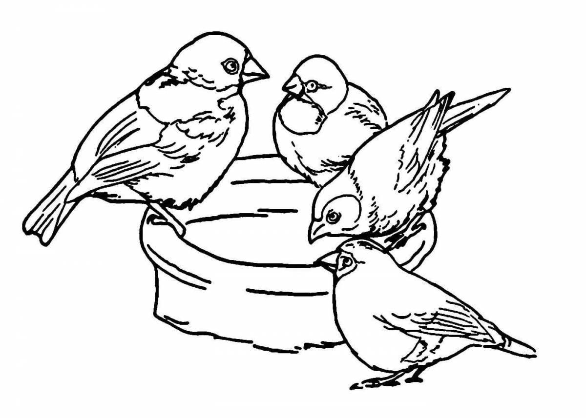 Цветная страница раскраски «накорми птиц»