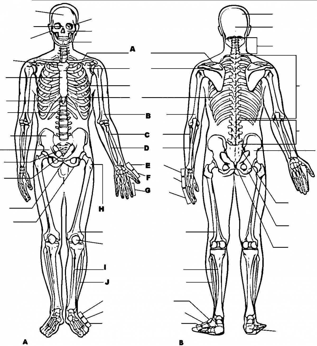 Intriguing coloring page atlas of physiology
