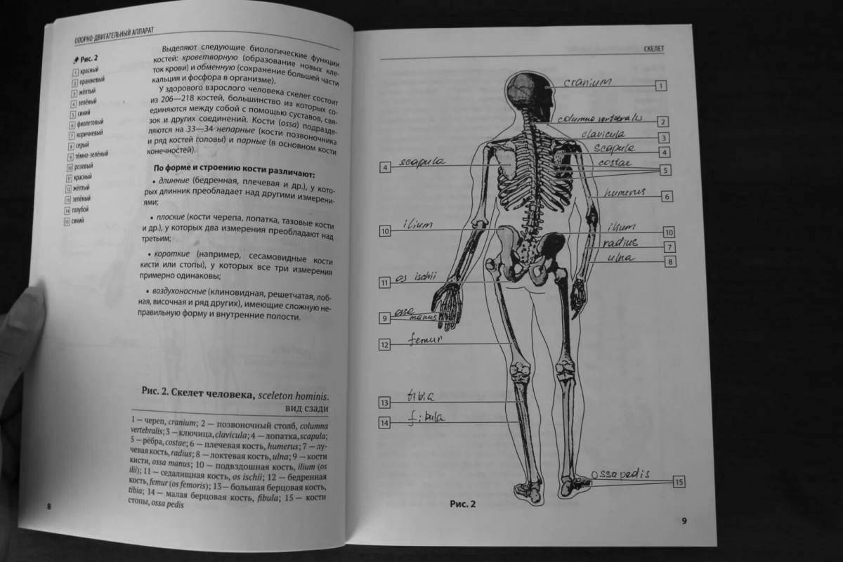 Charming coloring page atlas of physiology
