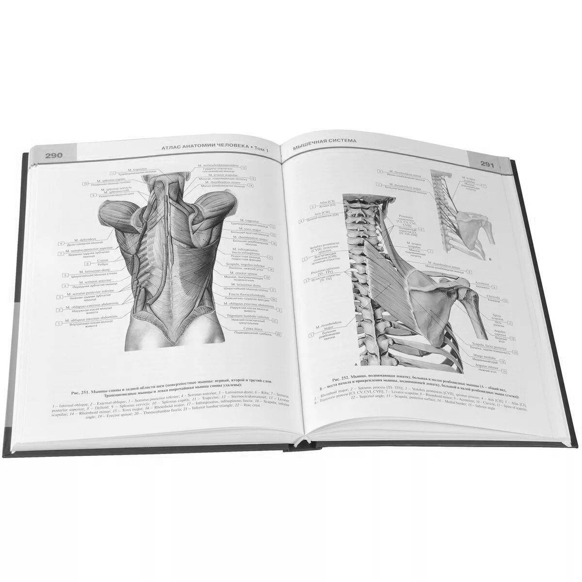 Потрясающая страница раскраски атлас физиологии