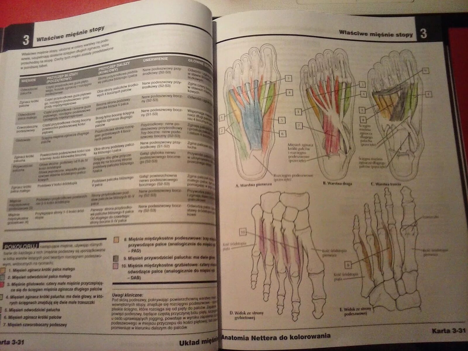Coloring book atlas of bizarre physiology