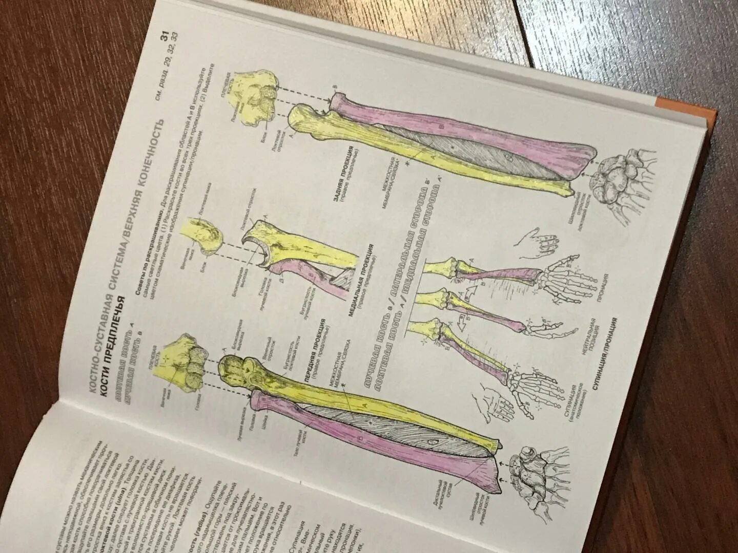 Coloring book nice atlas of physiology