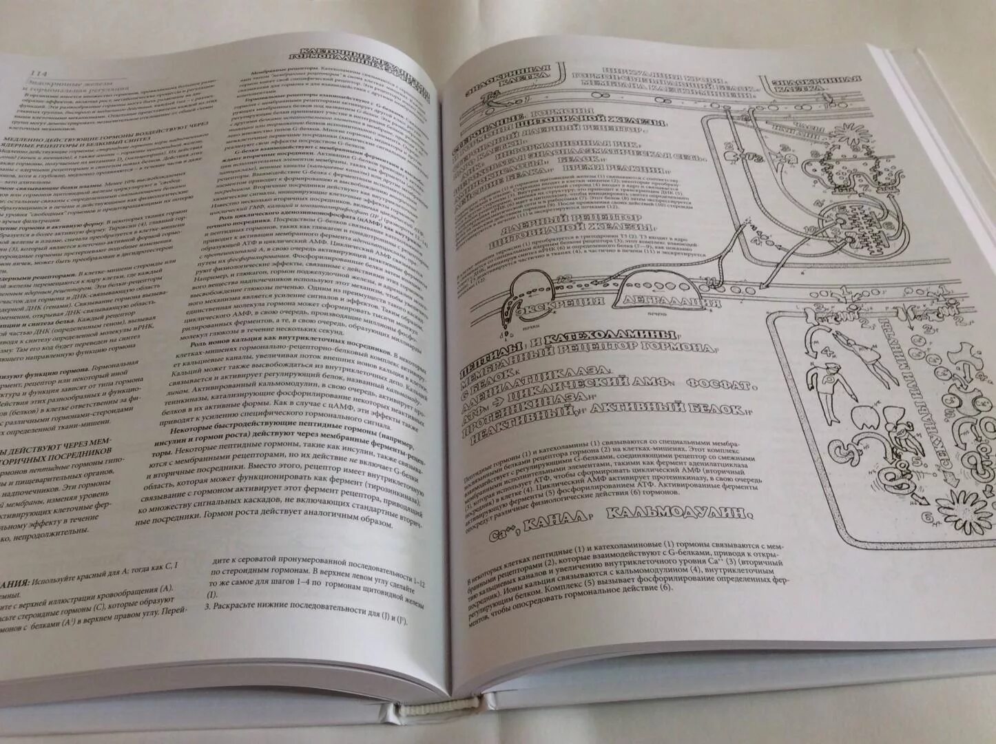 Coloring book atlas of relaxation physiology