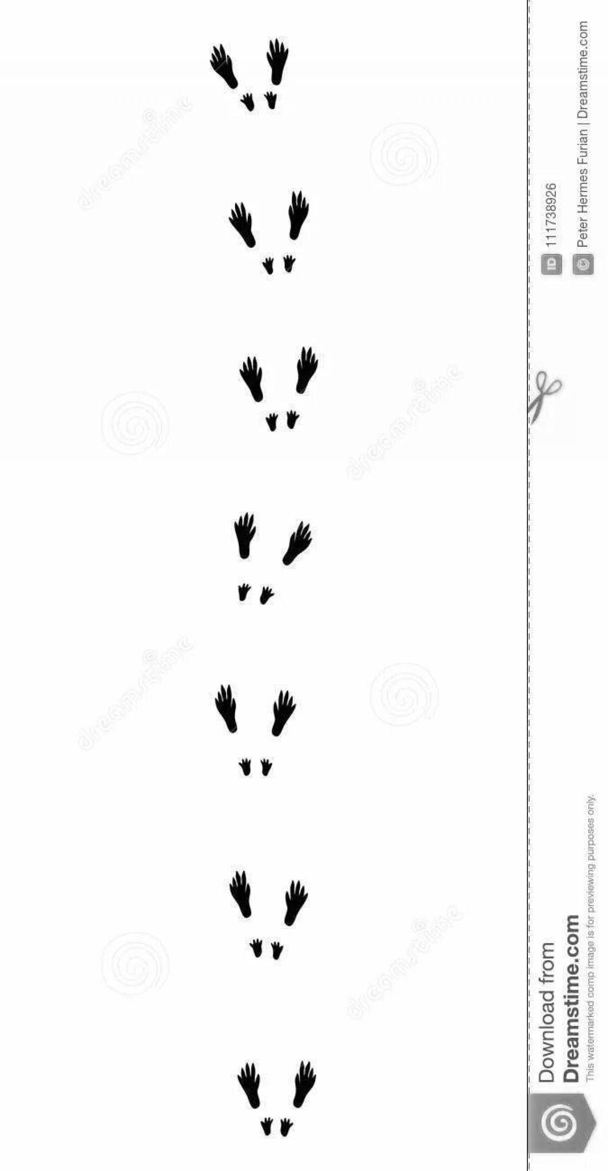 Coloring page magnificent hare footprints