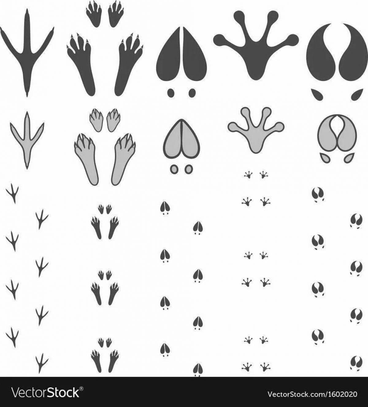 Coloring page alluring hare footprints