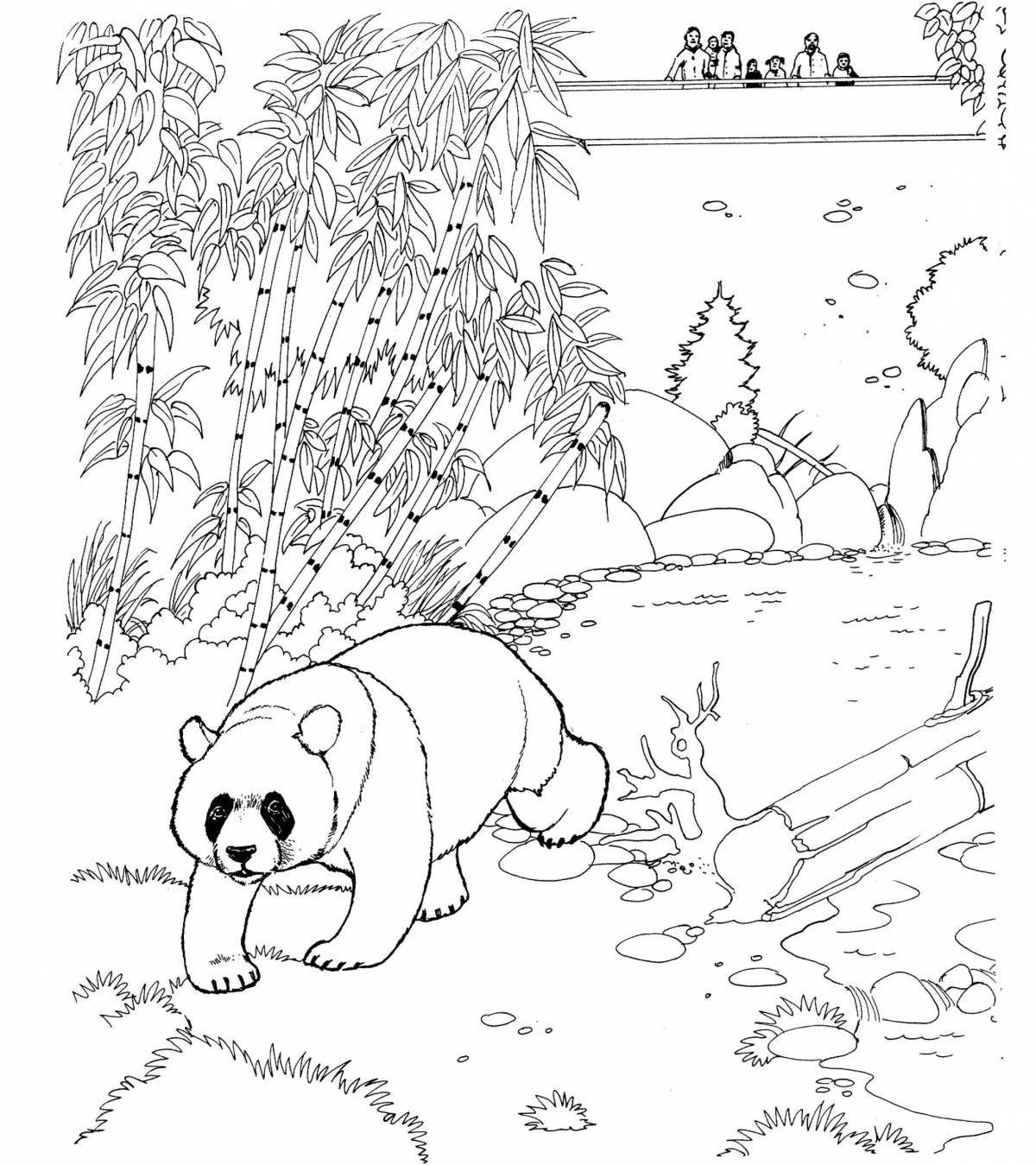 Curious panda bear coloring book