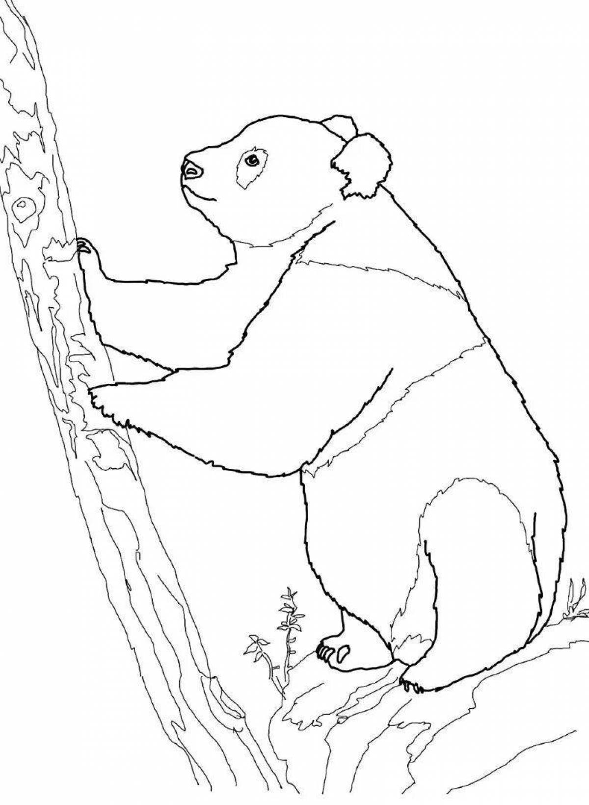 Развлекательная раскраска медведь панда