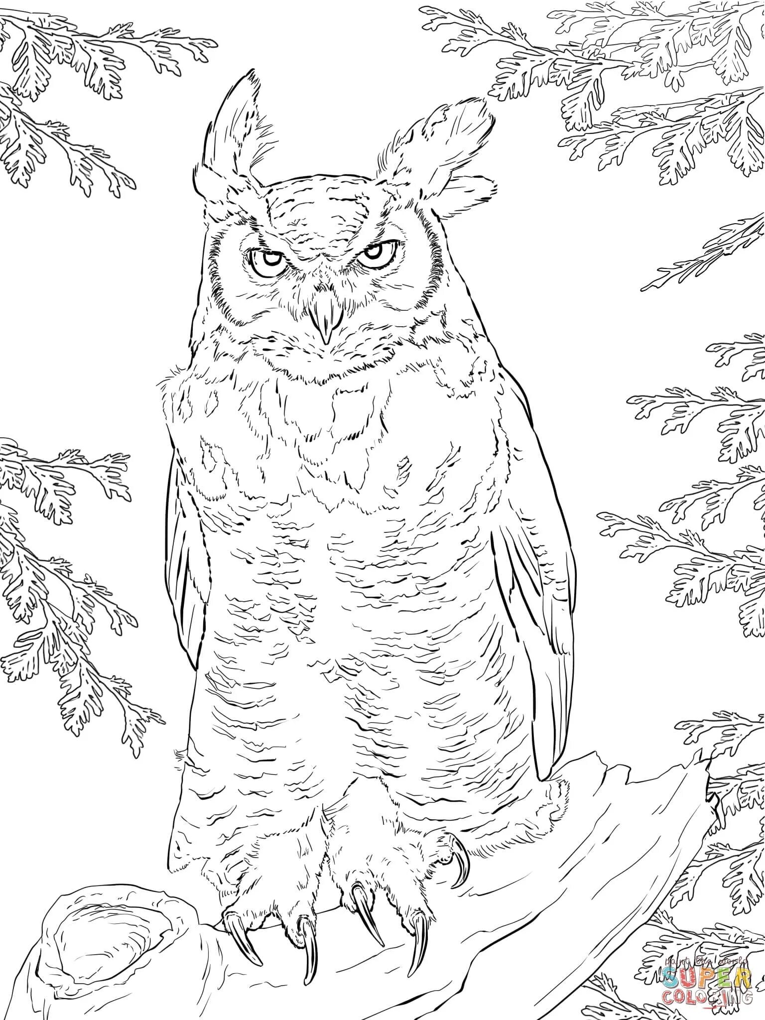 Bianca owl art coloring