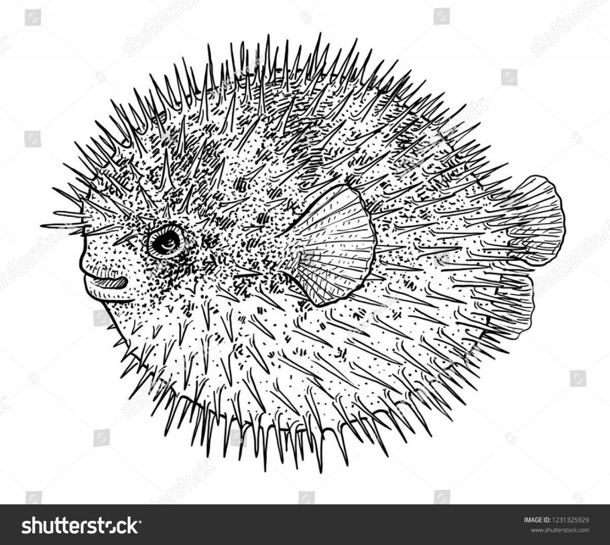 Stylish coloring hedgehog fish