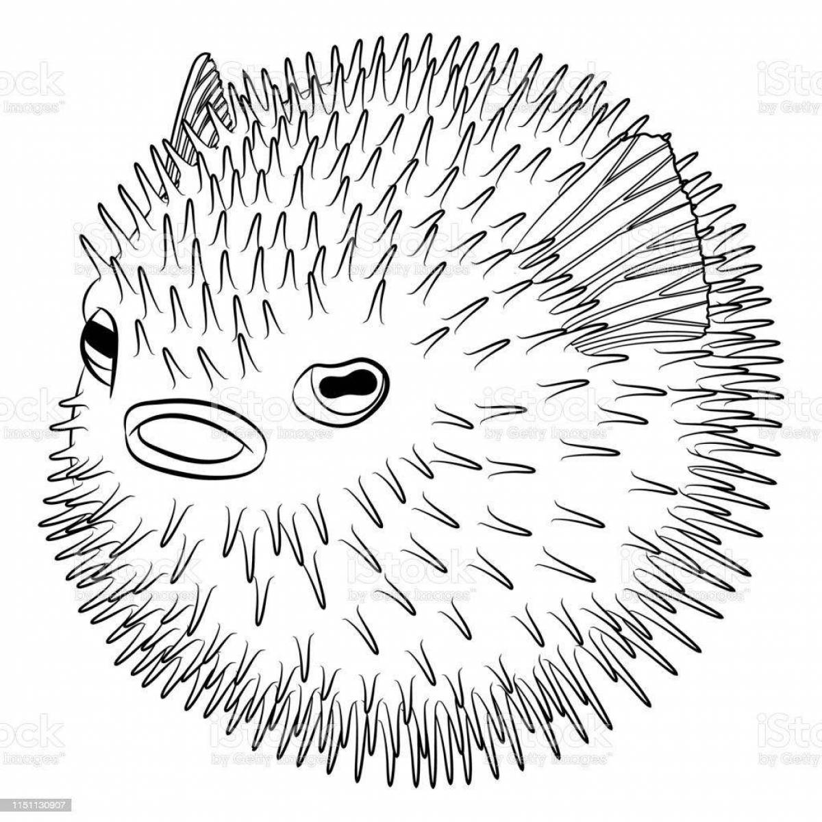 Humorous coloring hedgehog fish