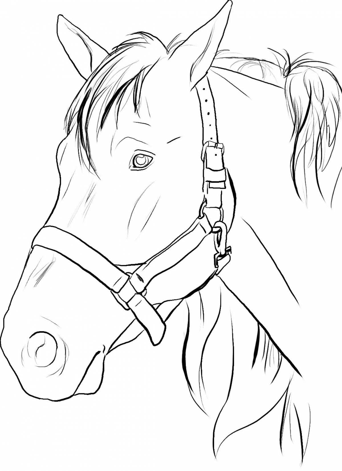 Coloring page exalted horse name