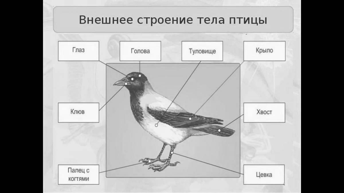 Красочная раскраска структура птицы