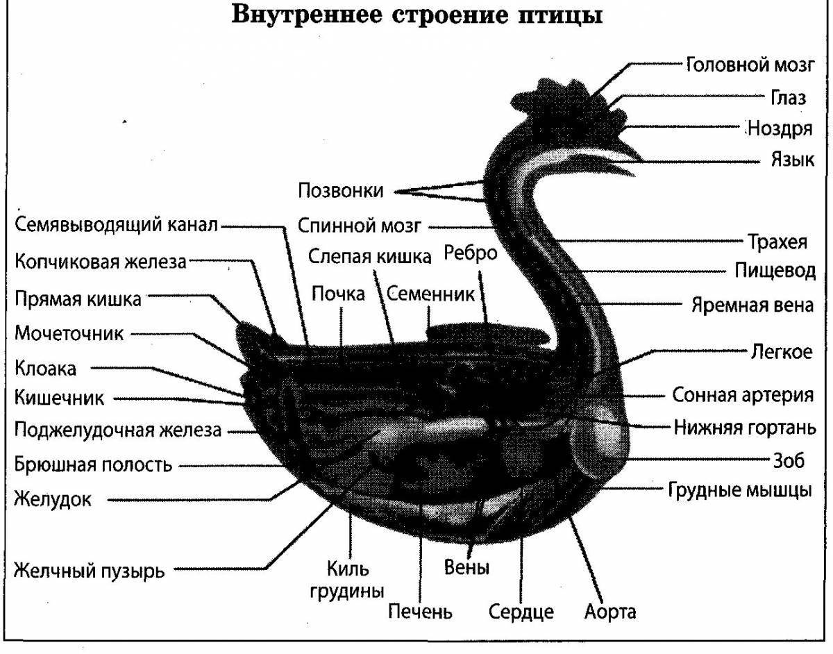 Птица строение