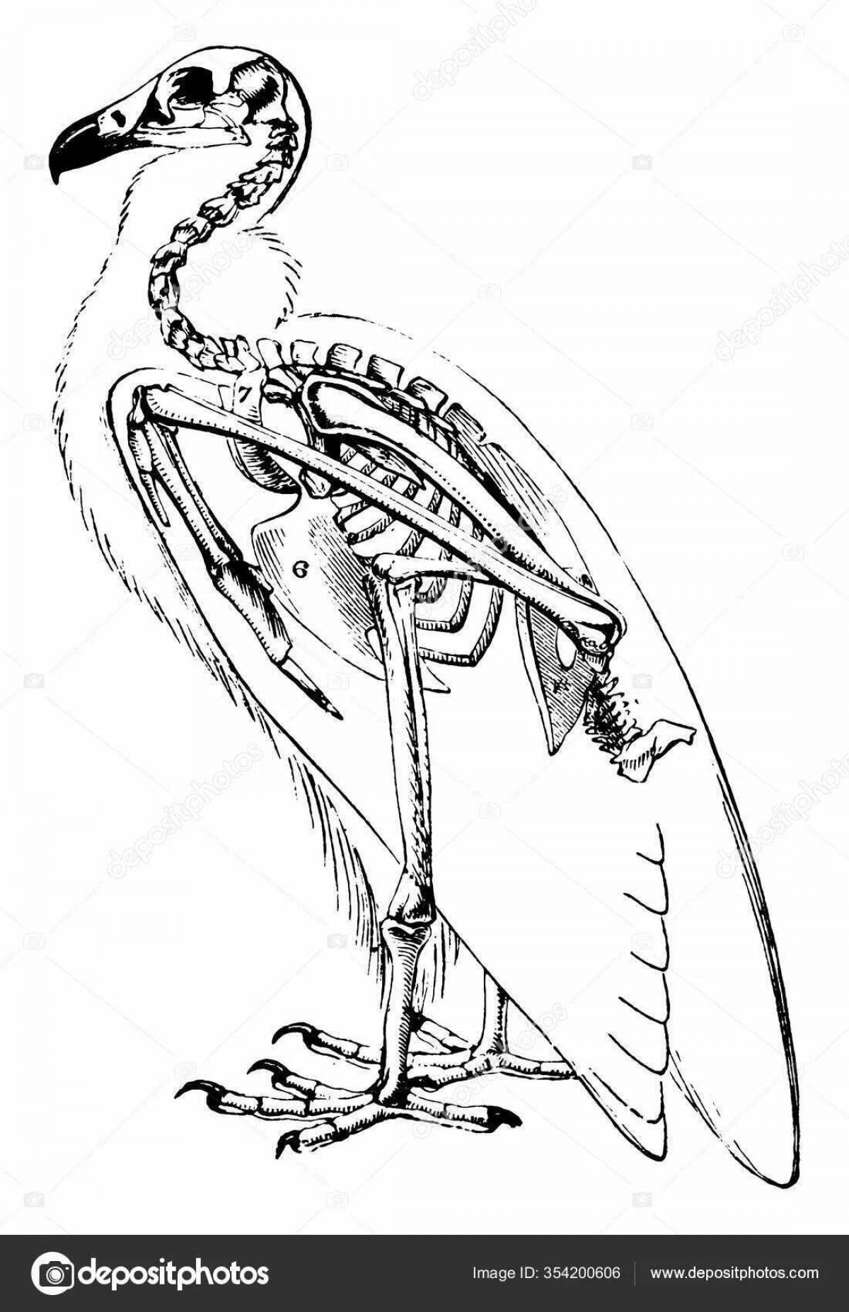 Complex bird structure coloring page