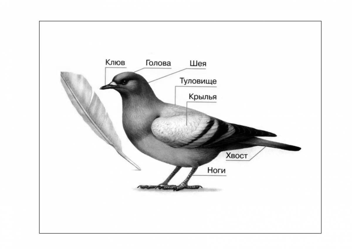 Great bird structure coloring book