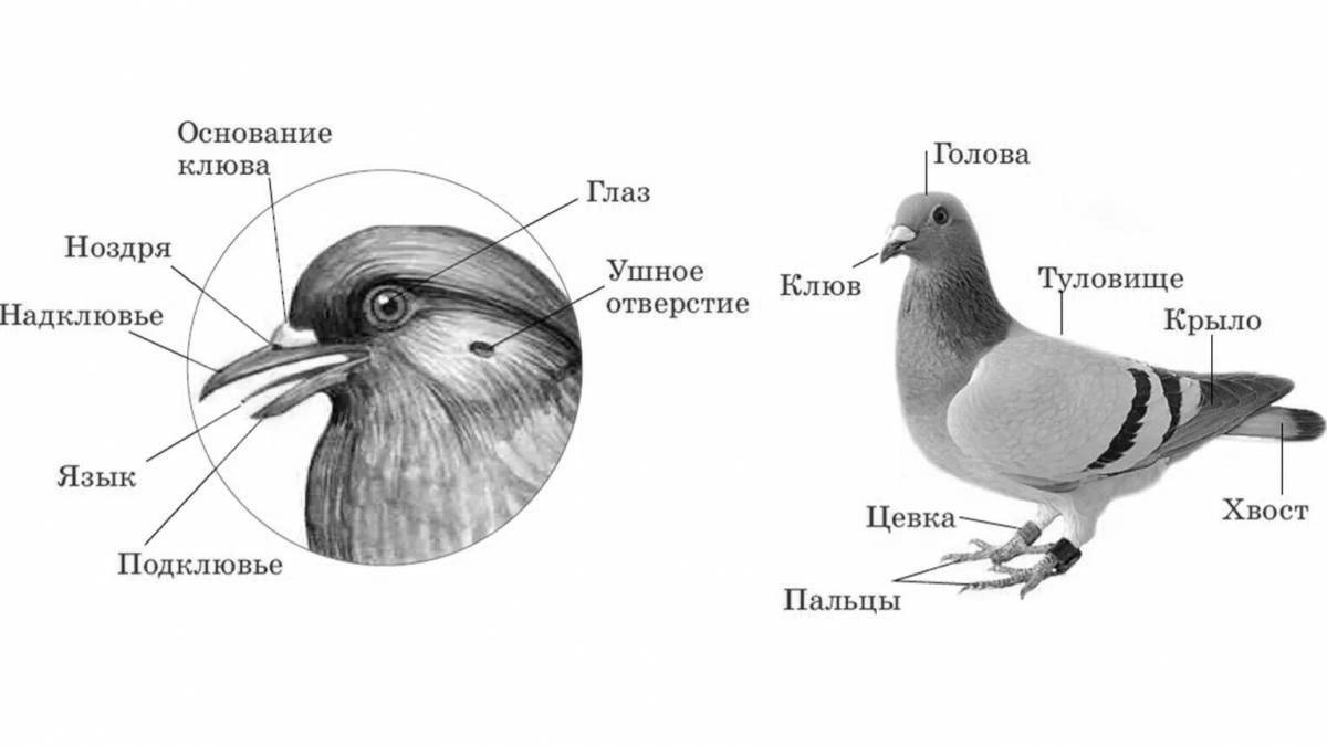 Изящная структура раскраски птицы