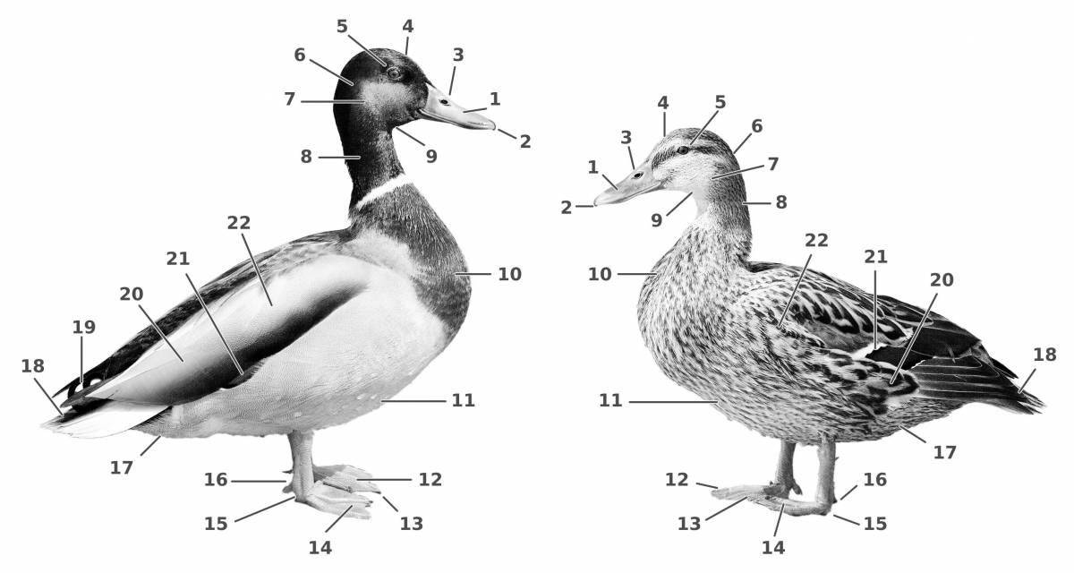 Exquisite bird structure for coloring