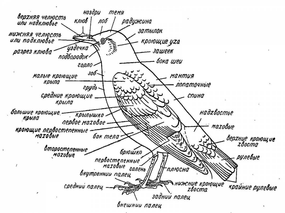 Complex coloring bird structure