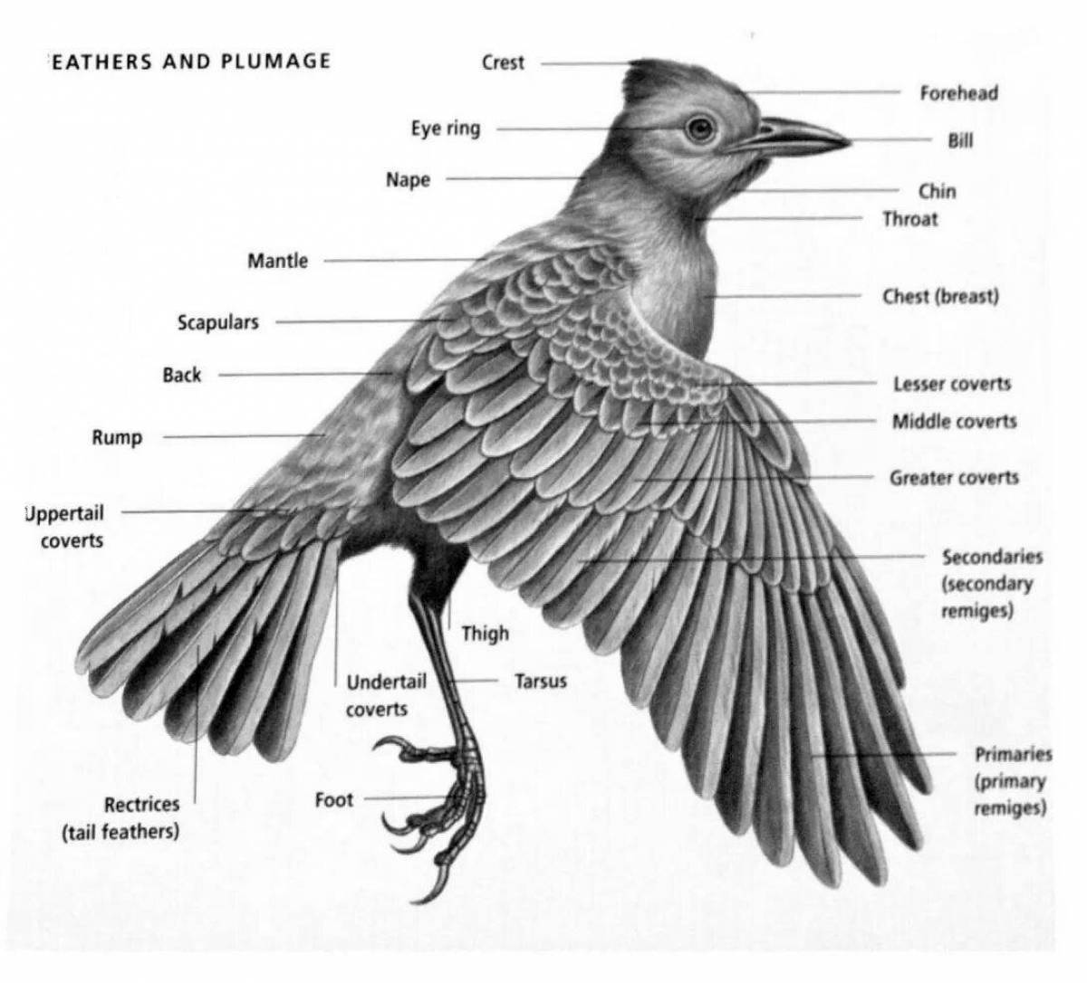 Интригующая раскраска структура птицы