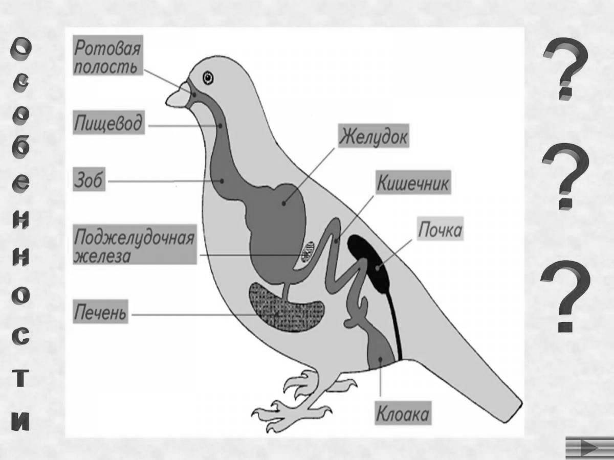 Fun coloring bird structure