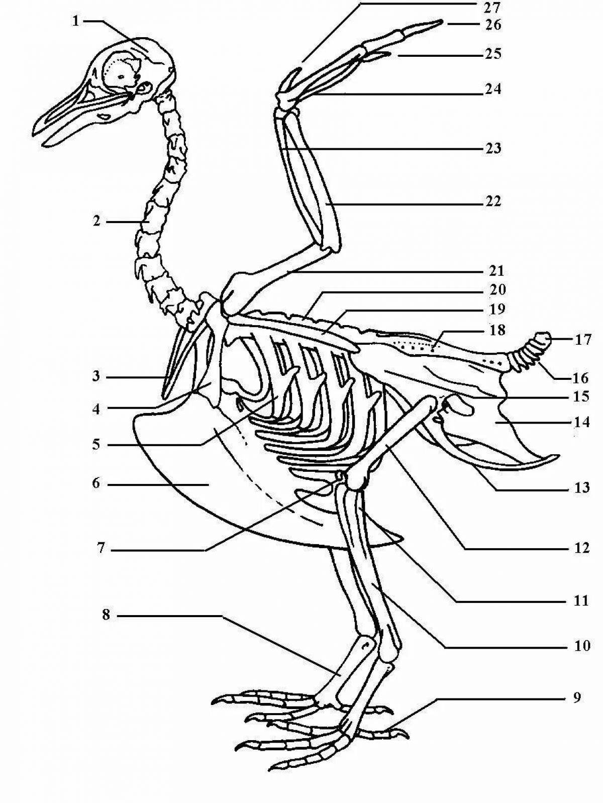 Attractive bird coloring structure