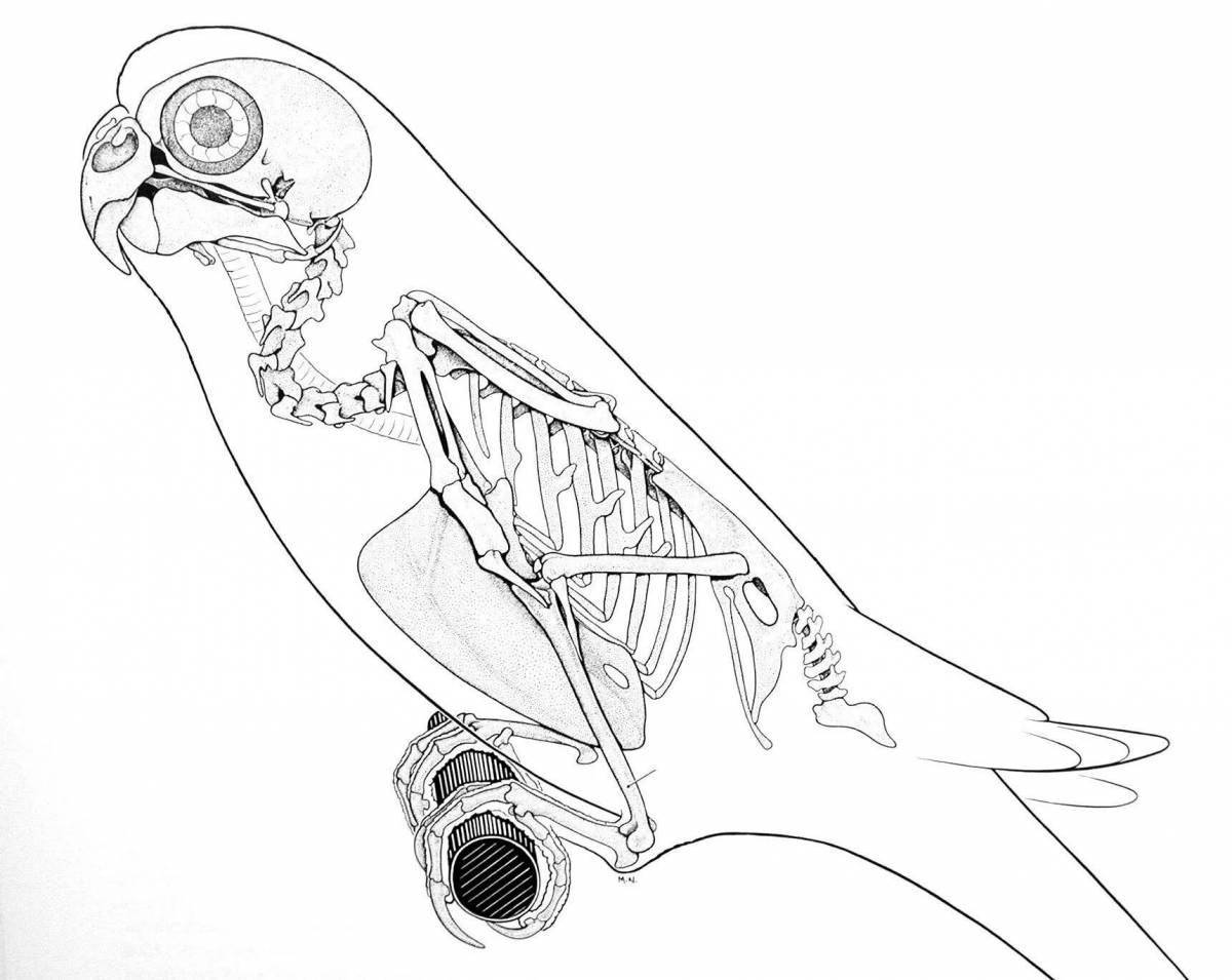 Impressive bird structure coloring page