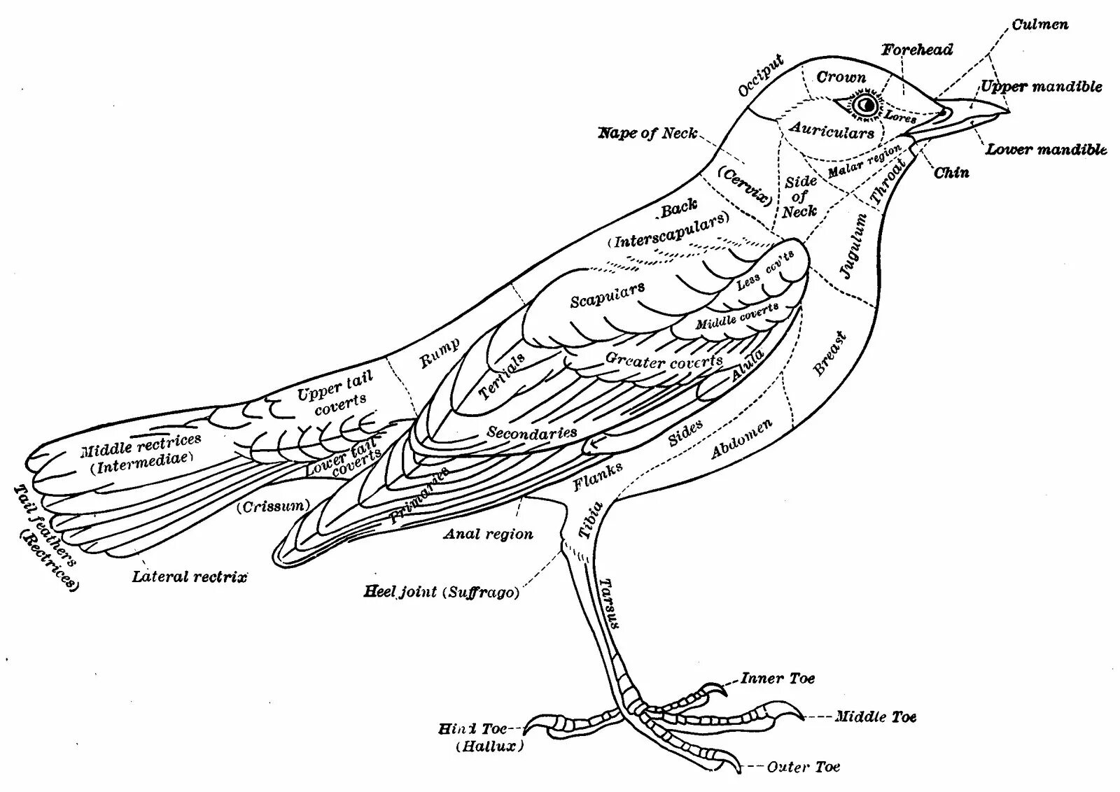 Adorable bird structure coloring page