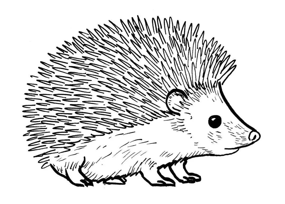 Coloring book wonderful Prishvin hedgehog