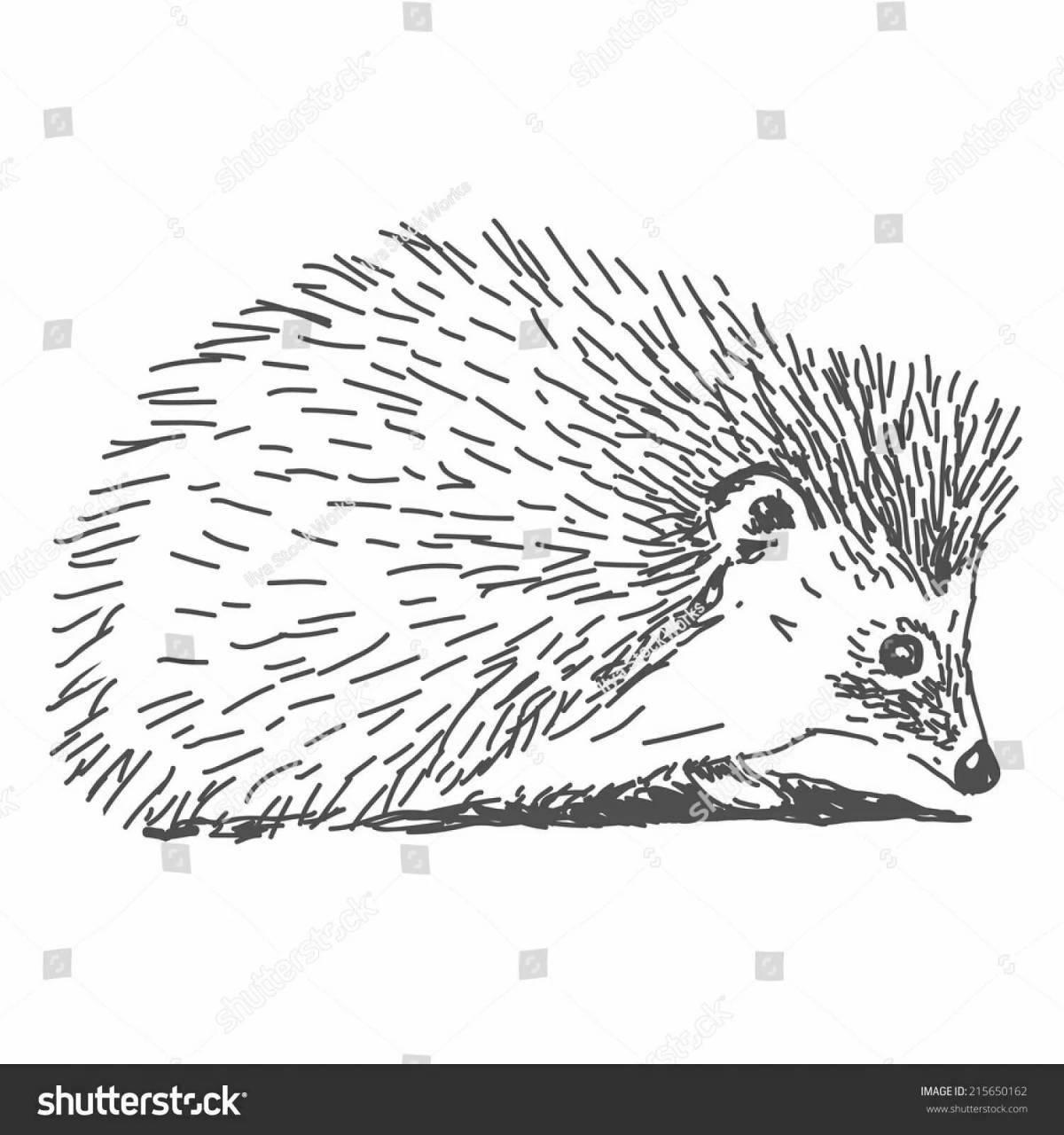 Coloring live Prishvin hedgehog