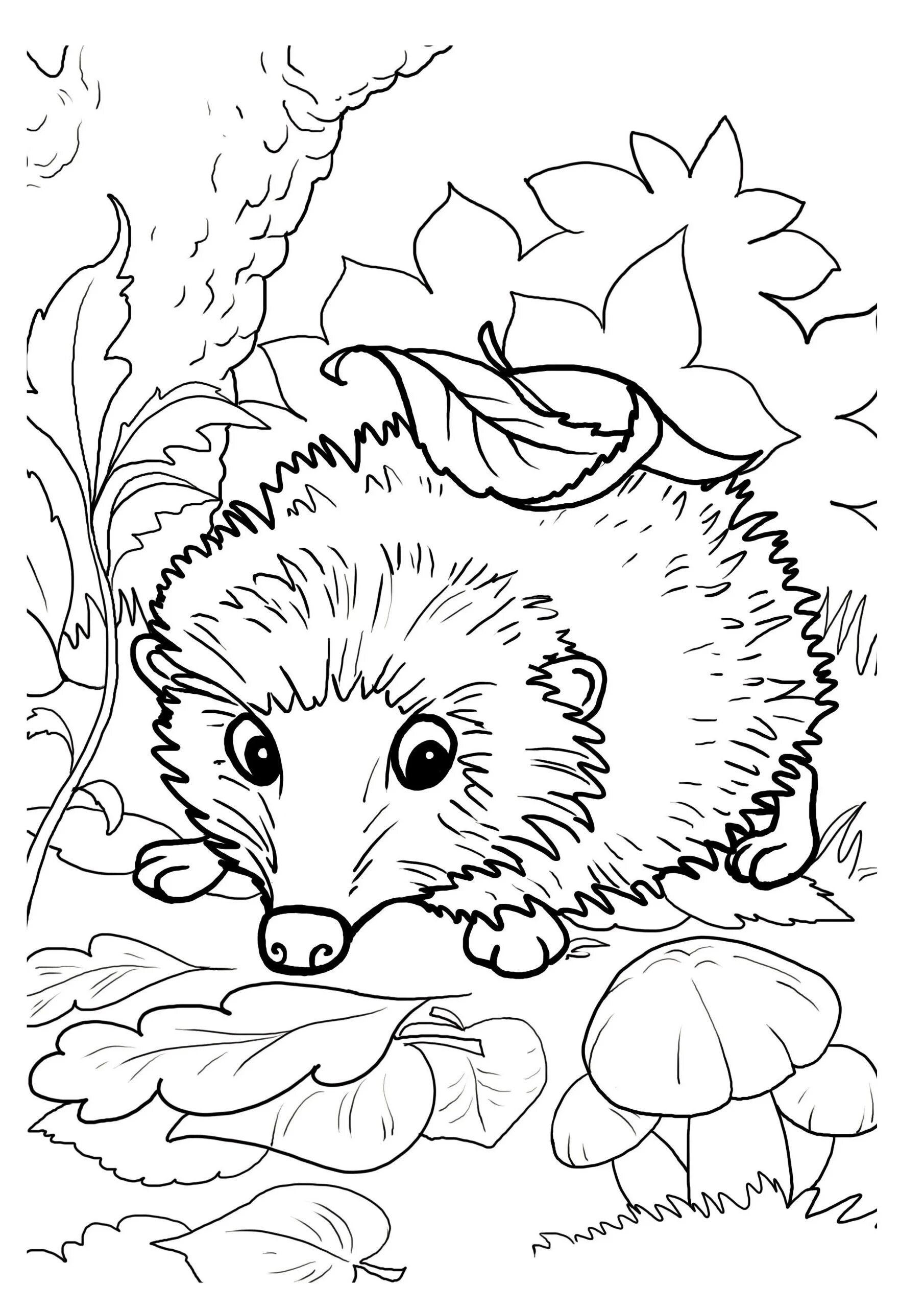 Coloring book exciting Prishvin hedgehog