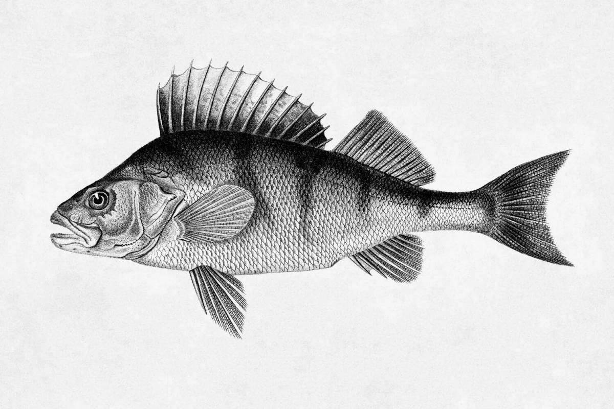 Coloring book playful ruff fish