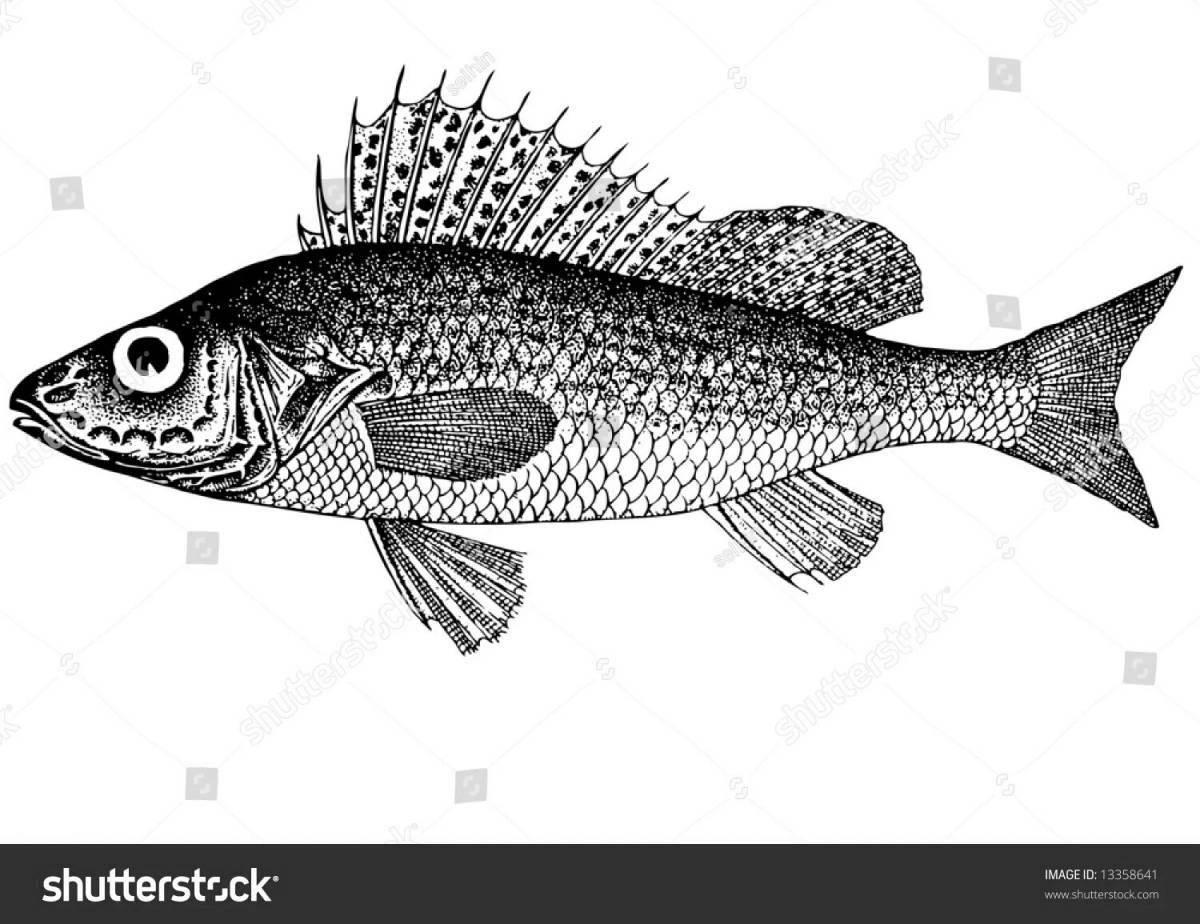 Раскраска эффектная рыба-ерш