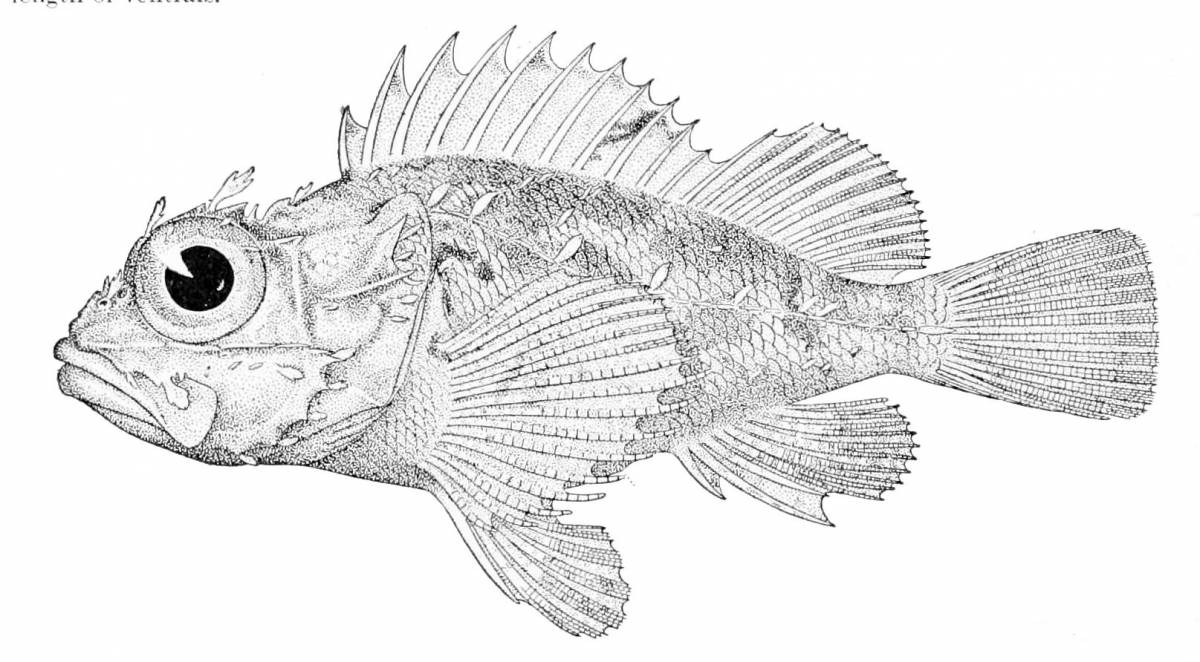 Coloring majestic ruff fish