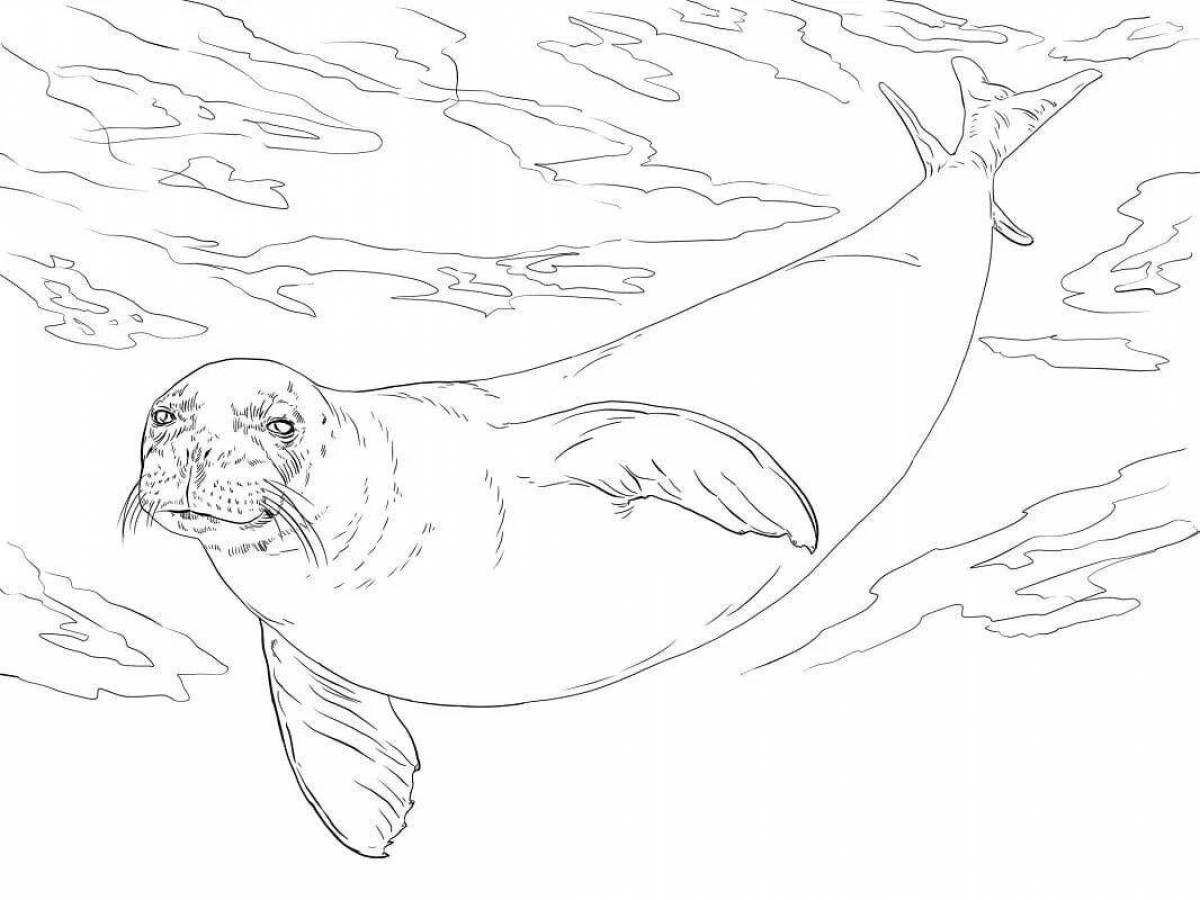 Colorful harbor seal coloring page