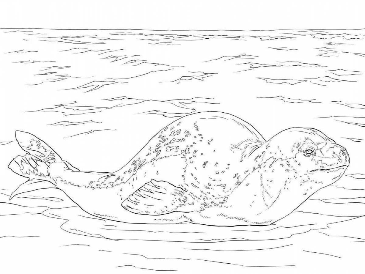 Раскраска радостный обыкновенный тюлень