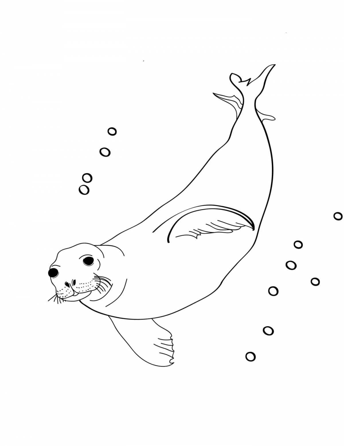Раскраска магический обыкновенный тюлень