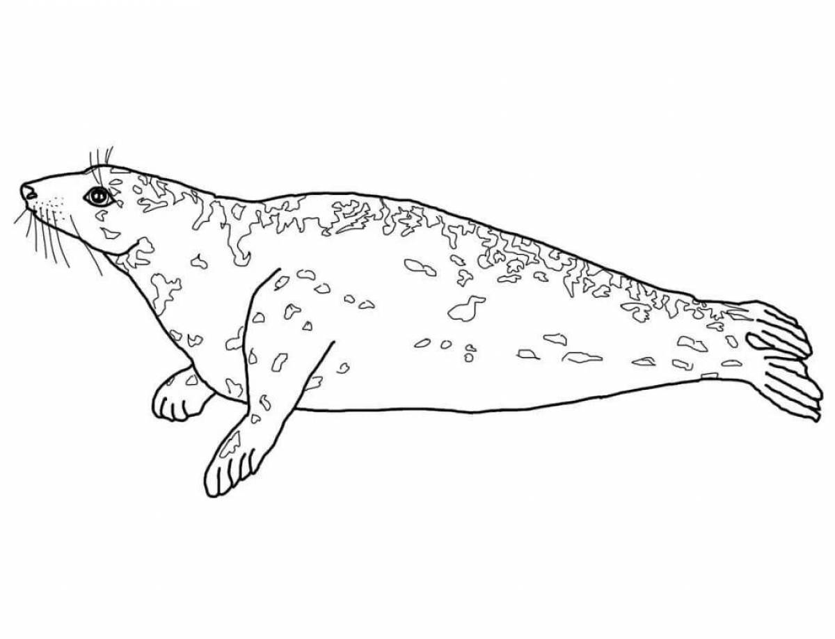 Coloring book playful harbor seal