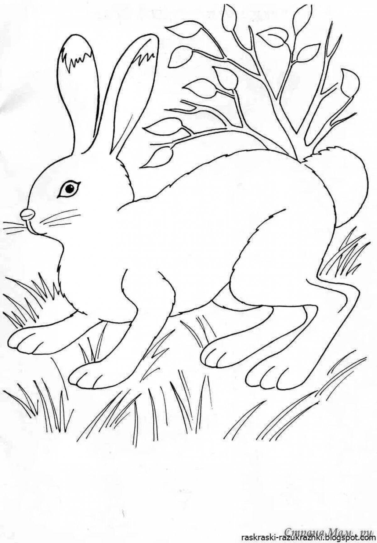 Humorous coloring hare