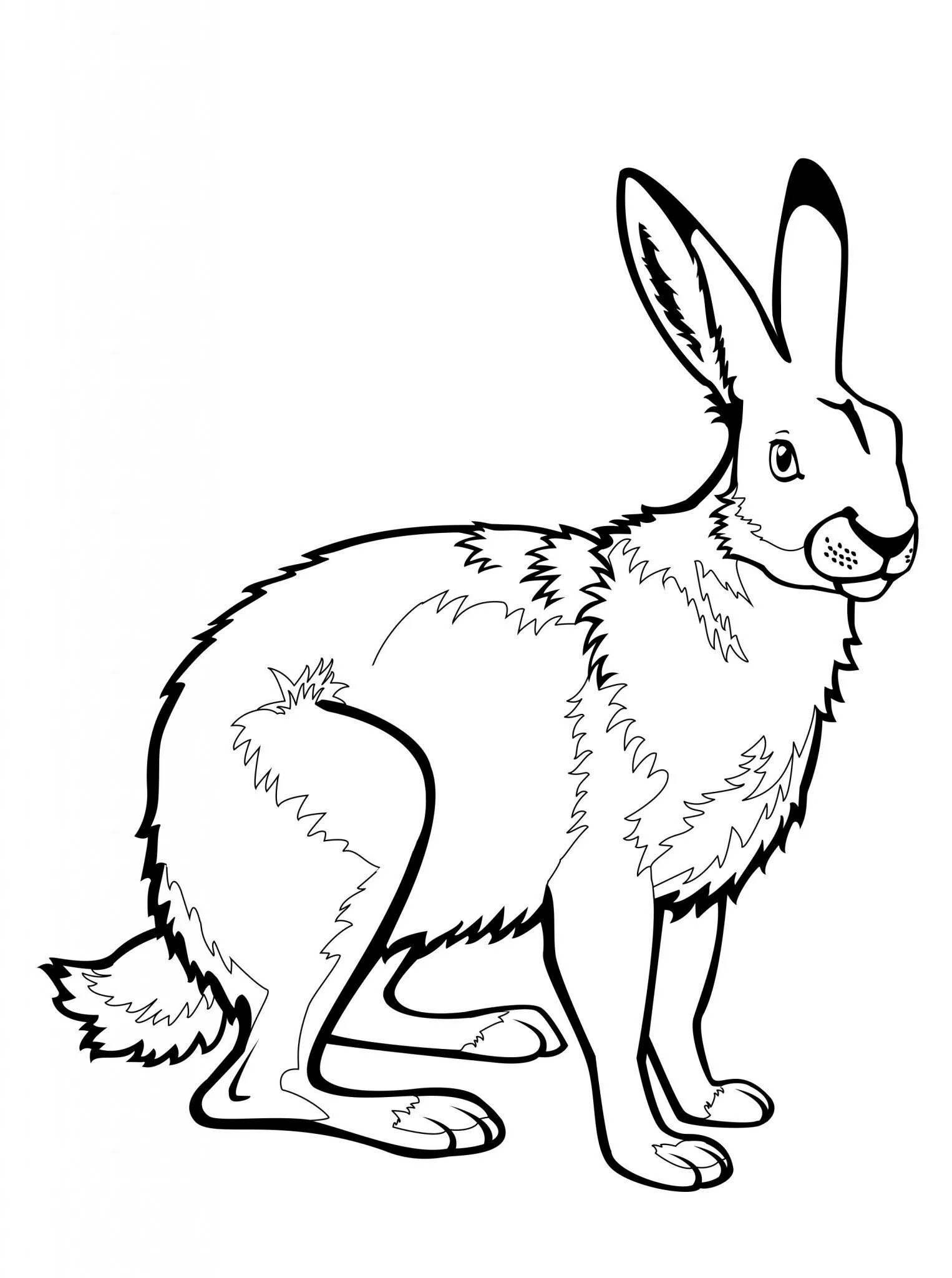 Раскраски зайцы, зайчата, кролики