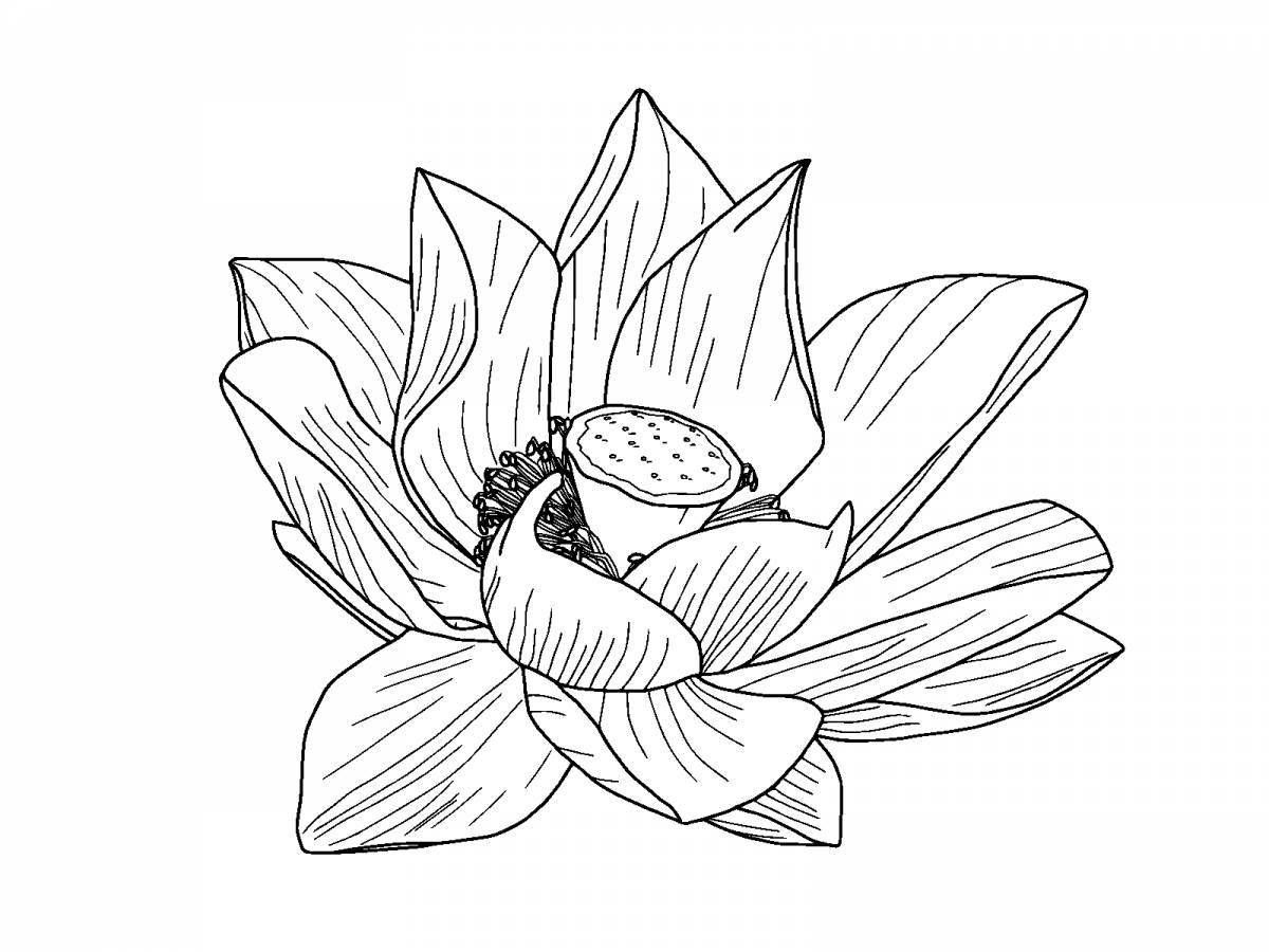Amazing coloring lotus flower