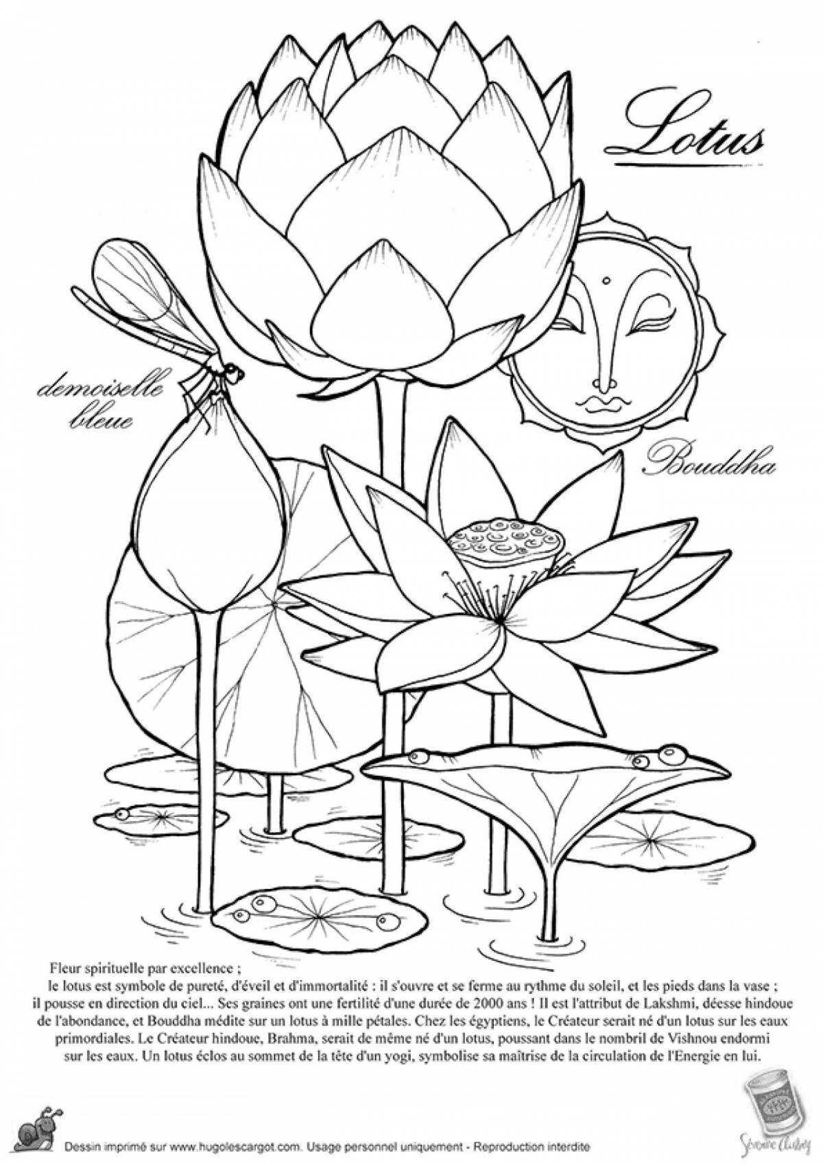 Playful coloring lotus flower