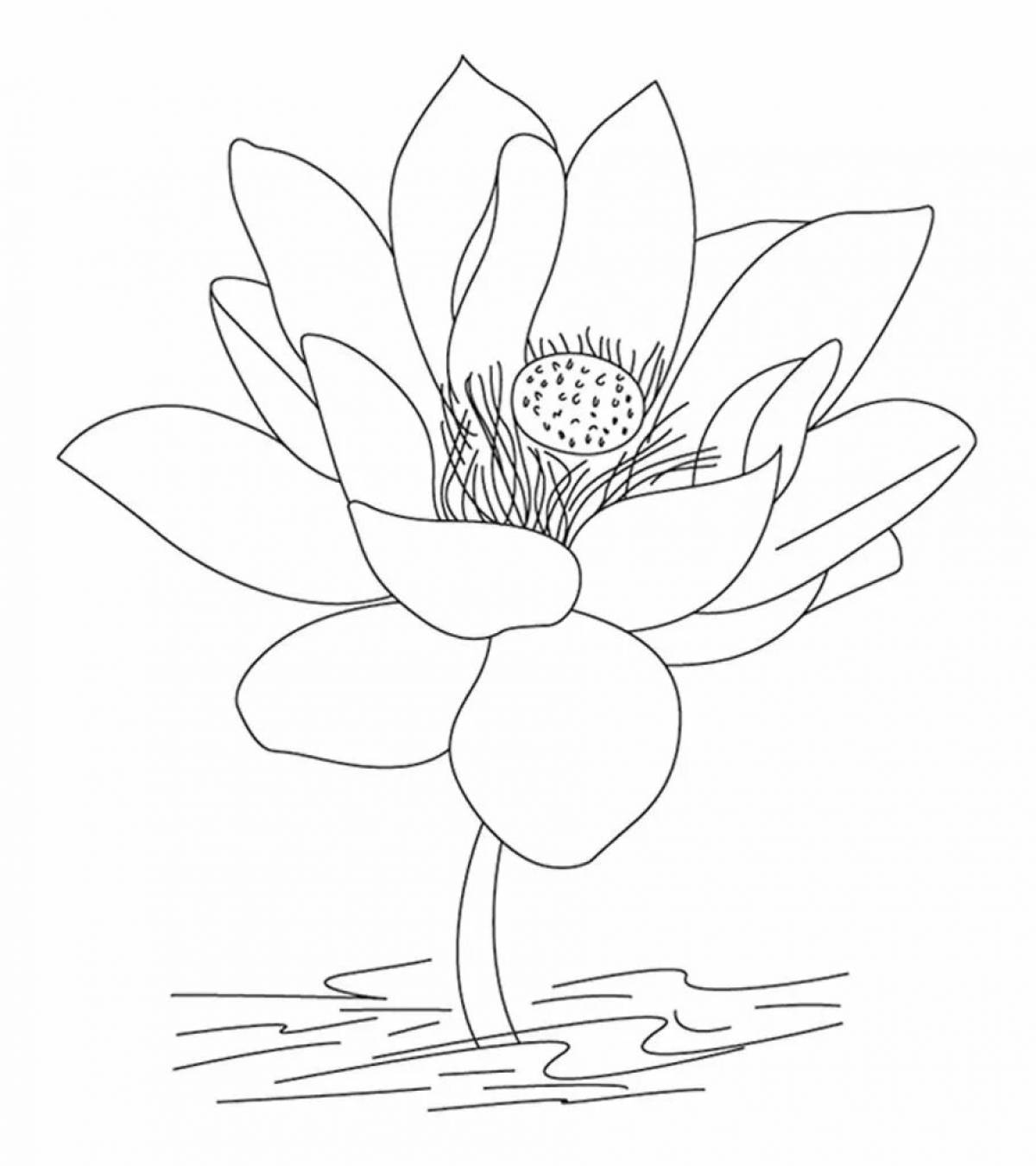 Lotus flower #3