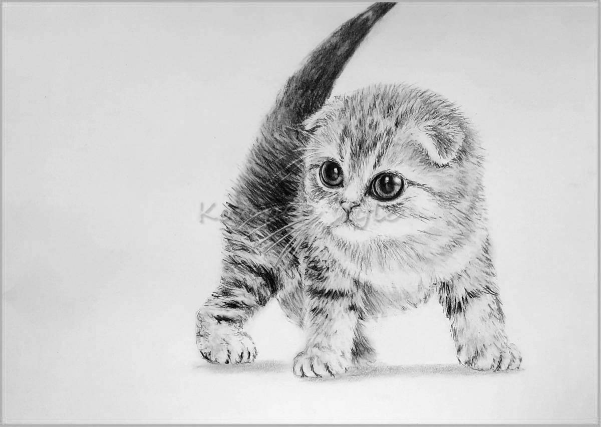 Раскраска пушистый вислоухий кот