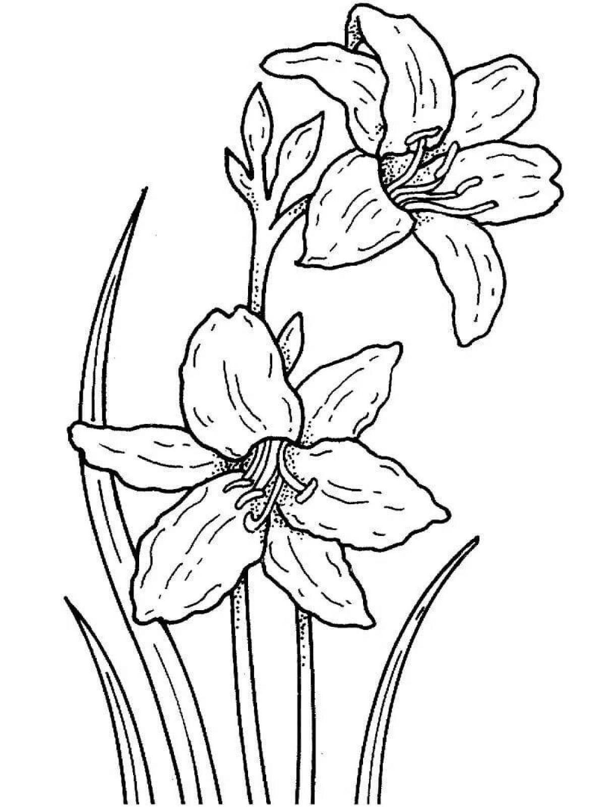 Coloring page delightful narcissus flower