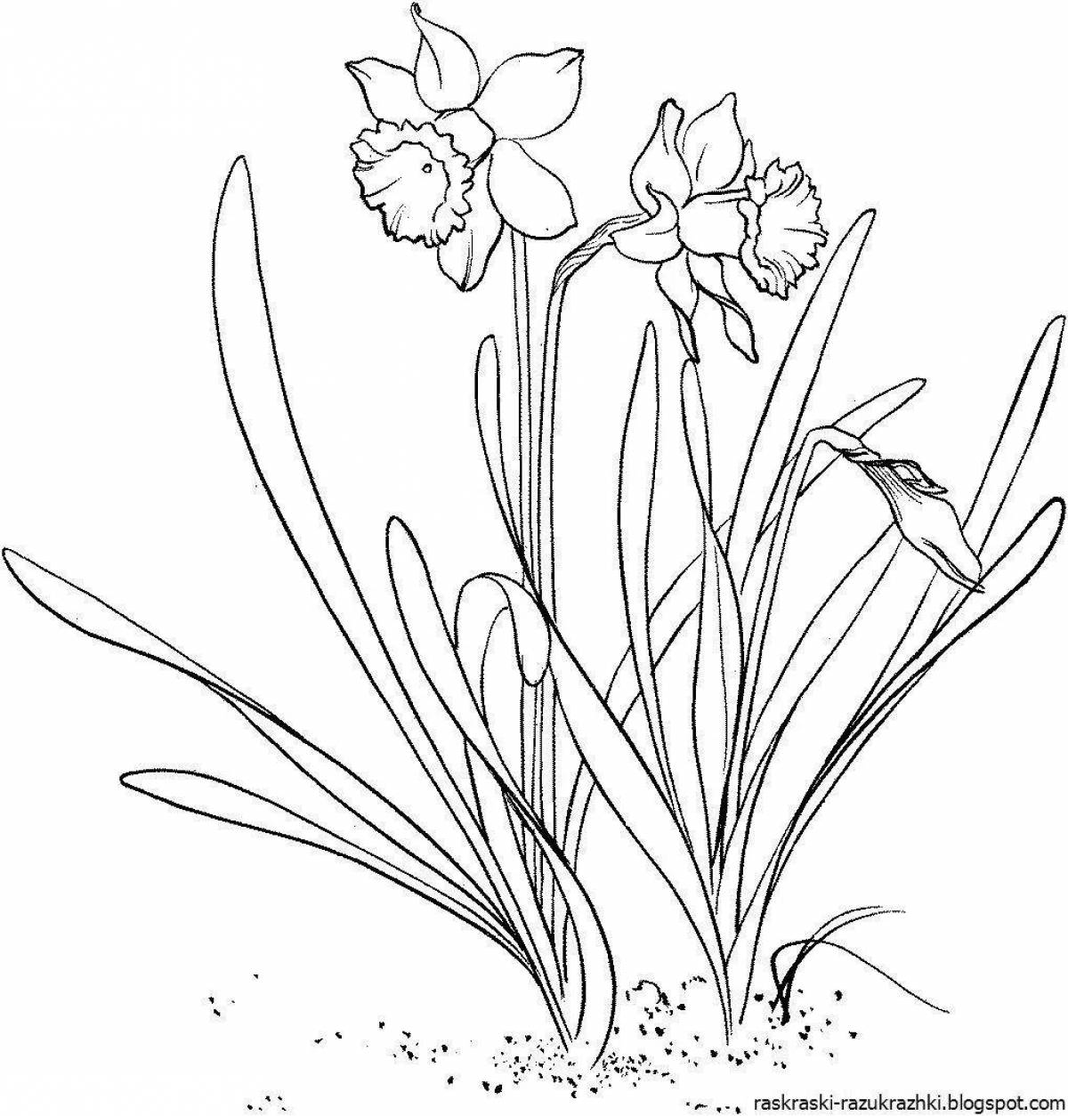 Coloring book cheerful narcissus flower