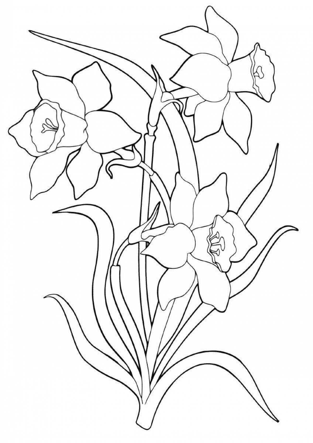Coloring book shining narcissus flower